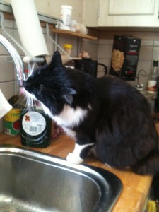 Nisse